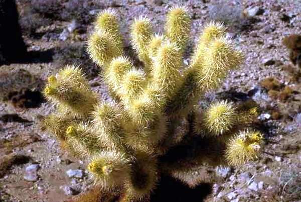 Cholla_1